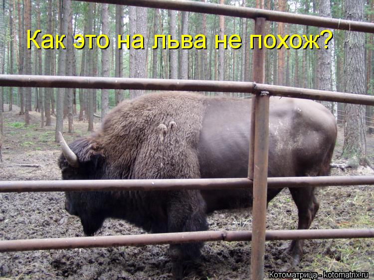 Как это на льва не похож?... Котоматрица: Как это на льва не похож?