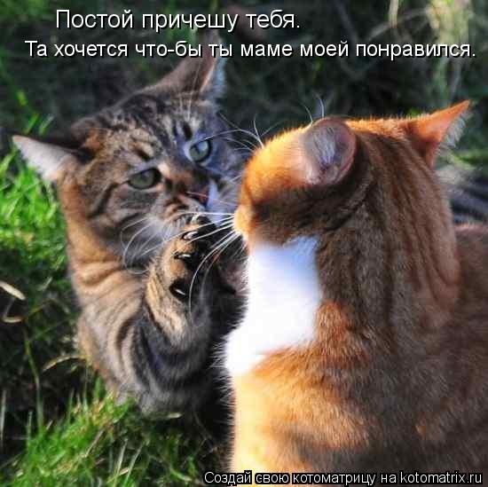 Постой причешу тебя. Та хочется что-бы ты маме моей понравился.... Котоматрица: Постой причешу тебя. Та хочется что-бы ты маме моей понравился.