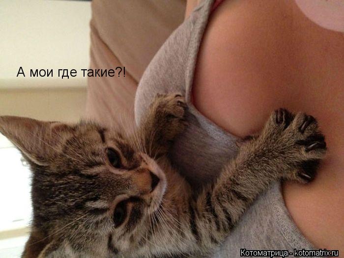 А мои где такие?!... Котоматрица: А мои где такие?!