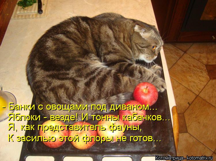 - Банки с овощами под диваном... Яблоки - везде! И тонны кабачков... Я, как представитель фауны, К з... Котоматрица: - Банки с овощами под диваном... Яблоки - везде! И тонны кабачков... Я, как представитель фауны, К засилью этой флоры не готов...