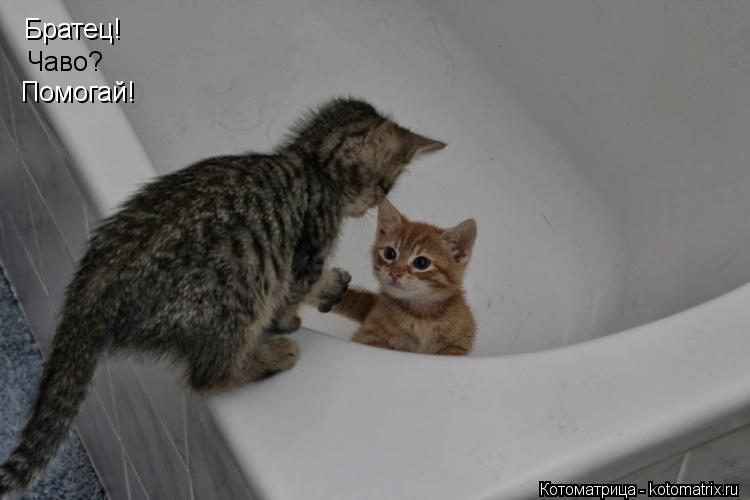 Братец! Чаво? Помогай!... Котоматрица: Братец! Чаво? Помогай!