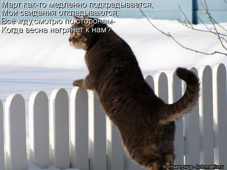 Март как-то медленно подкрадывается, Мои свидания откладываются, Всё жду,смотрю по сторонам- Когда ве... Котоматрица: Март как-то медленно подкрадывается, Мои свидания откладываются, Всё жду,смотрю по сторонам- Когда весна нагрянет к нам?