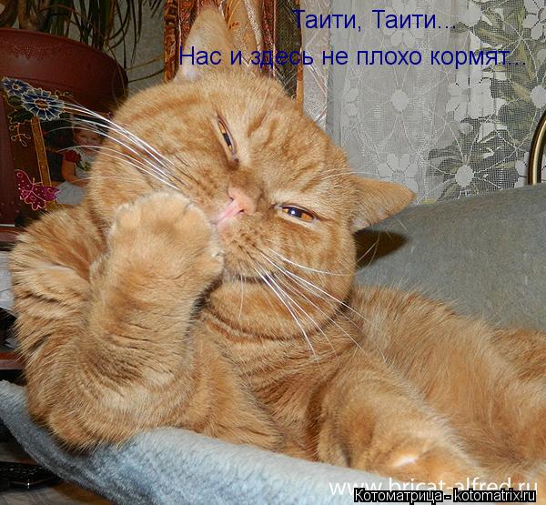Таити, Таити... Нас и здесь не плохо кормят...... Котоматрица: Таити, Таити... Нас и здесь не плохо кормят...