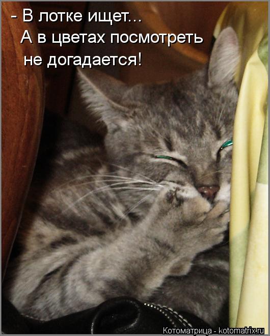 - В лотке ищет... А в цветах посмотреть не догадается!... Котоматрица: - В лотке ищет... А в цветах посмотреть не догадается!
