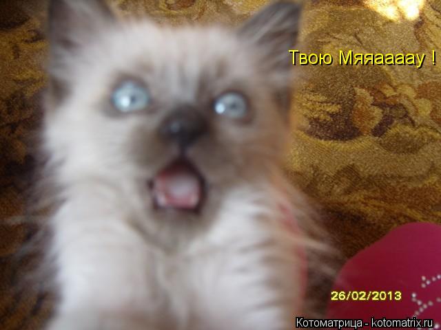 Твою Мяяаааау !... Котоматрица: Твою Мяяаааау !