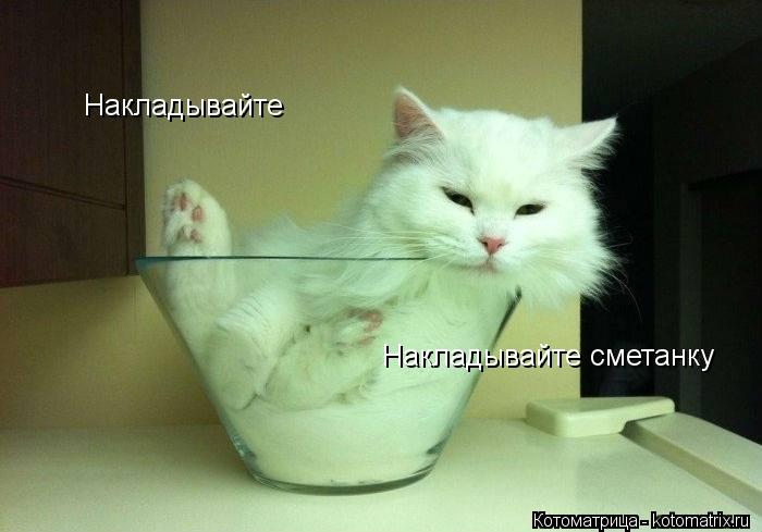 Накладывайте сметанку Накладывайте... Котоматрица: Накладывайте сметанку Накладывайте
