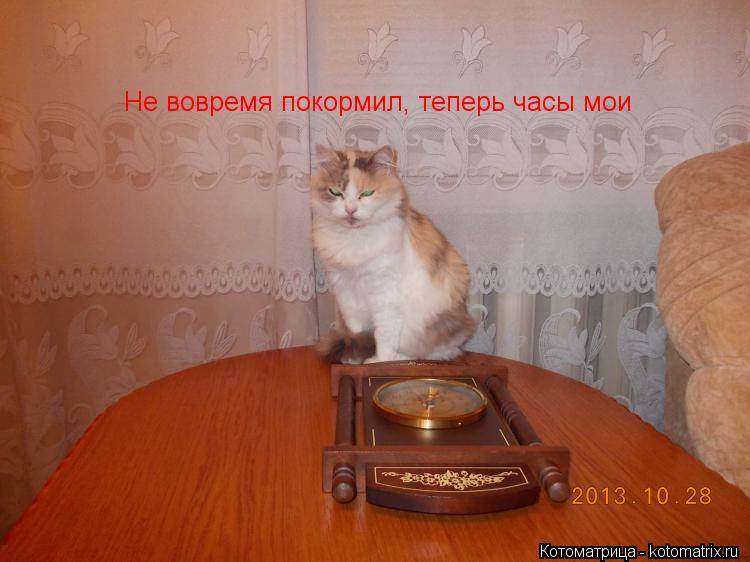 Не вовремя покормил, теперь часы мои... Котоматрица: Не вовремя покормил, теперь часы мои