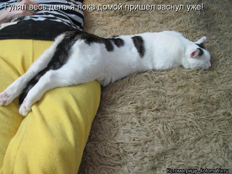Гулял весь день я пока домой пришёл заснул уже!... Котоматрица: Гулял весь день я пока домой пришёл заснул уже!