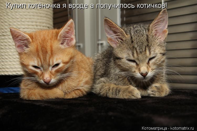 Купил котёночка я вроде а получилось котичков!... Котоматрица: Купил котёночка я вроде а получилось котичков!