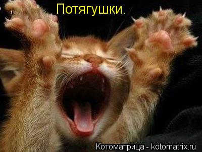 Потягушки.... Котоматрица: Потягушки.