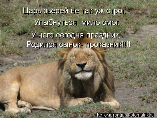 Царь зверей не так уж строг... Улыбнуться мило смог.. У него сегодня праздник... Родился сынок- прок... Котоматрица: Царь зверей не так уж строг... Улыбнуться мило смог.. У него сегодня праздник... Родился сынок- проказник!!!!