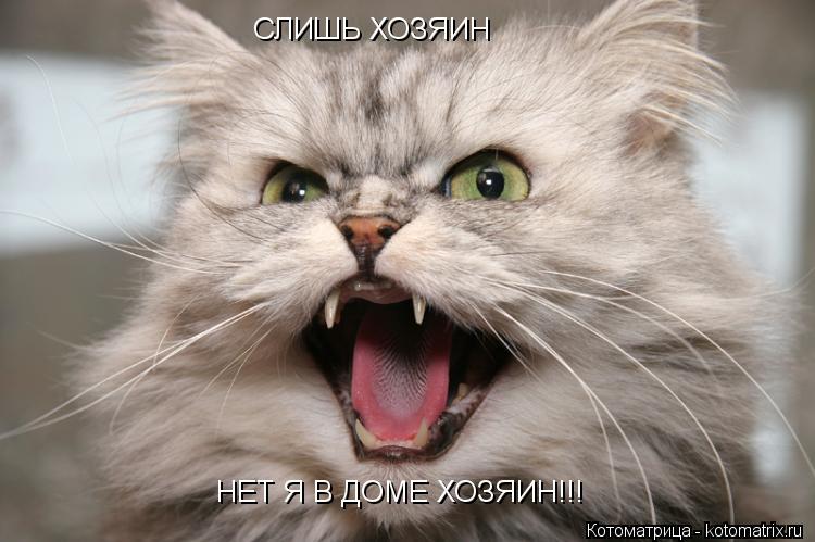 НЕТ Я В ДОМЕ ХОЗЯИН!!! СЛИШЬ ХОЗЯИН... Котоматрица: НЕТ Я В ДОМЕ ХОЗЯИН!!! СЛИШЬ ХОЗЯИН