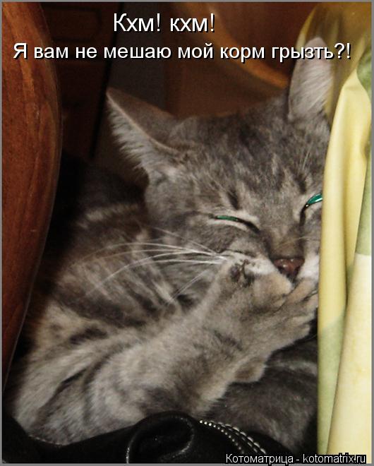 Кхм! кхм! Я вам не мешаю мой корм грызть?!... Котоматрица: Кхм! кхм! Я вам не мешаю мой корм грызть?!