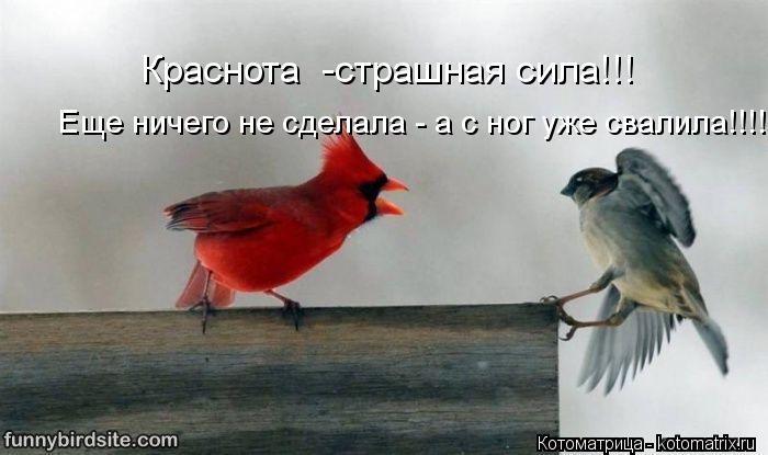 Краснота -страшная сила!!! Еще ничего не сделала - а с ног уже свалила!!!!... Котоматрица: Краснота -страшная сила!!! Еще ничего не сделала - а с ног уже свалила!!!!