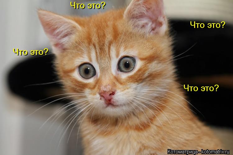 Что это? Что это? Что это? Что это?... Котоматрица: Что это? Что это? Что это? Что это?