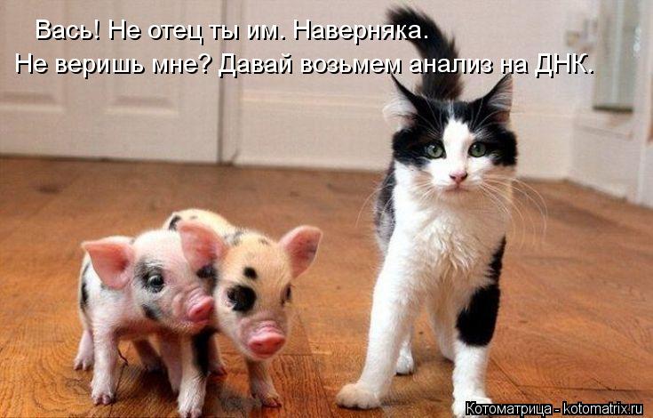 Вась! Не отец ты им. Наверняка. Не веришь мне? Давай возьмем анализ на ДНК.... Котоматрица: Вась! Не отец ты им. Наверняка. Не веришь мне? Давай возьмем анализ на ДНК.