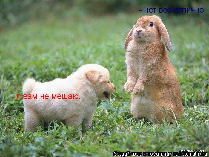я вам не мешаю. - - - нет всё отлично... Котоматрица: я вам не мешаю. - - - нет всё отлично