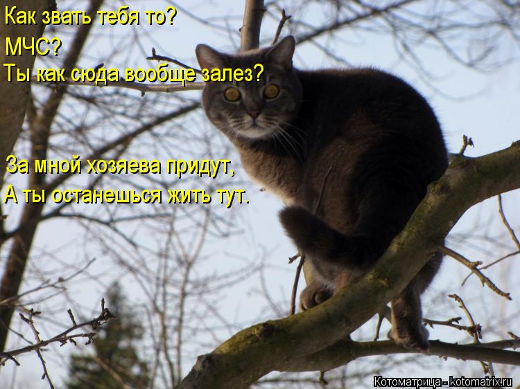 Как звать тебя то? МЧС? Ты как сюда вообще залез? За мной хозяева придут, А ты останешься жить тут.... Котоматрица: Как звать тебя то? МЧС? Ты как сюда вообще залез? За мной хозяева придут, А ты останешься жить тут.