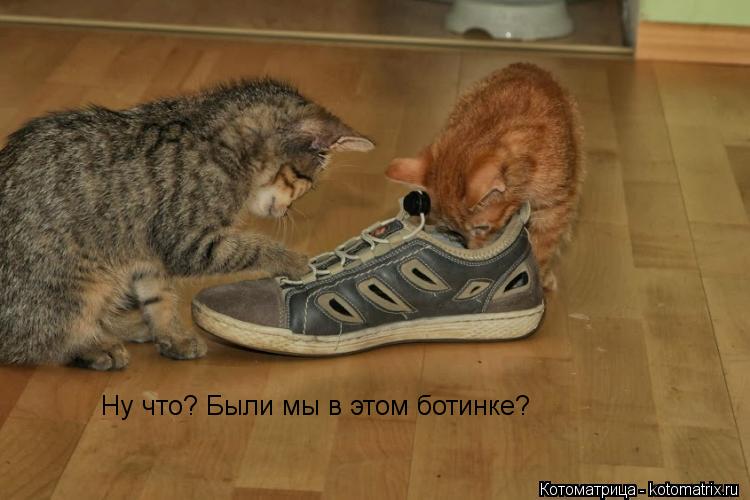 Ну что? Были мы в этом ботинке?... Котоматрица: Ну что? Были мы в этом ботинке?