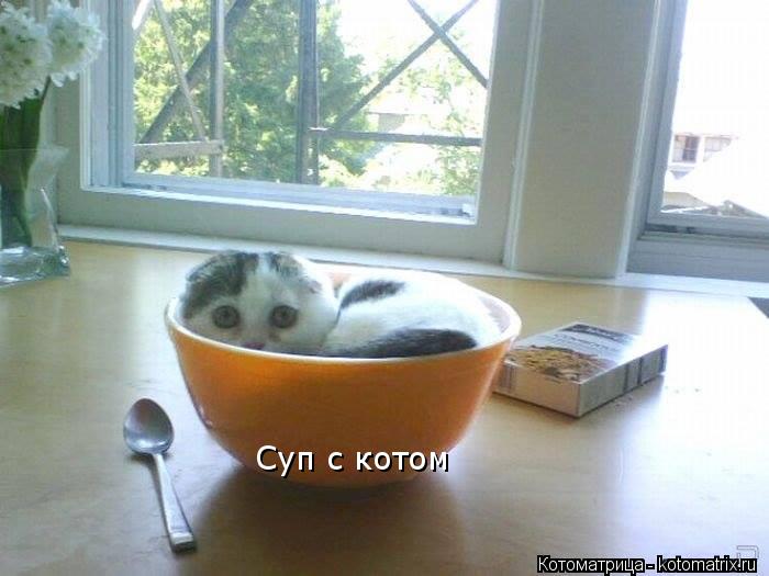 Суп с котом... Котоматрица: Суп с котом
