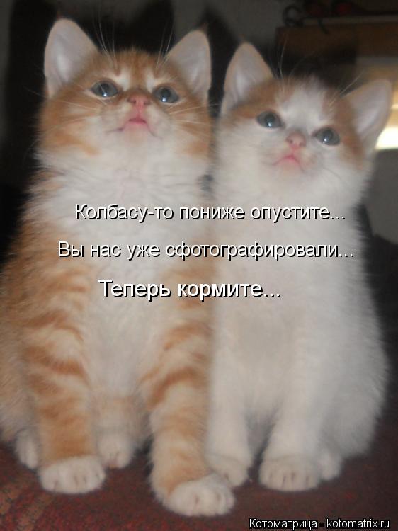Колбасу-то пониже опустите... Вы нас уже сфотографировали... Теперь кормите...... Котоматрица: Колбасу-то пониже опустите... Вы нас уже сфотографировали... Теперь кормите...