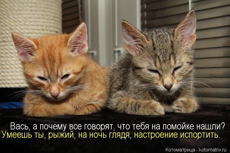 Вась, а почему все говорят, что тебя на помойке нашли? Умеешь ты, рыжий, на ночь глядя, настроение ис... Котоматрица: Вась, а почему все говорят, что тебя на помойке нашли? Умеешь ты, рыжий, на ночь глядя, настроение испортить.