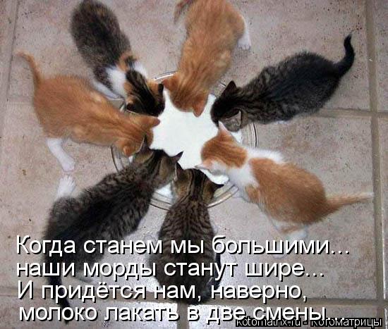 Котоматрица: молоко лакать в две смены... Когда станем мы большими... наши морды станут шире... И придётся нам, наверно,
