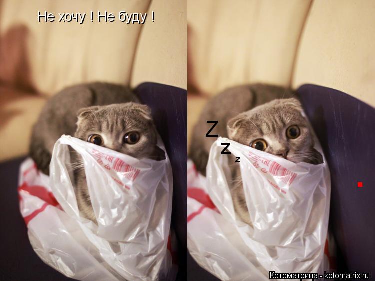Не хочу ! Не буду ! . Z z z... Котоматрица: Не хочу ! Не буду ! . Z z z