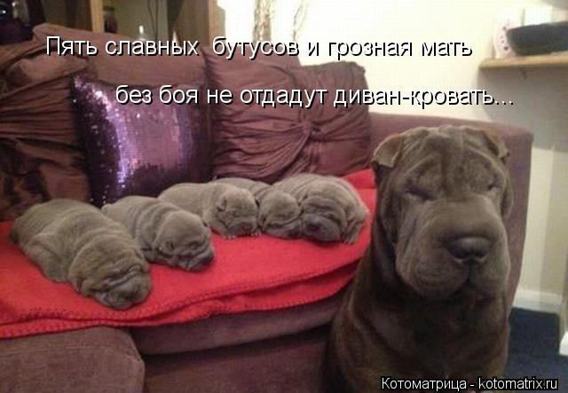 Пять славных бутусов и грозная мать без боя не отдадут диван-кровать...... Котоматрица: Пять славных бутусов и грозная мать без боя не отдадут диван-кровать...