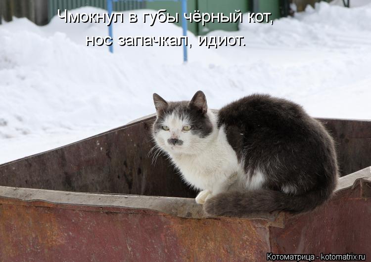 Чмокнул в губы чёрный кот, нос запачкал, идиот.... Котоматрица: Чмокнул в губы чёрный кот, нос запачкал, идиот.