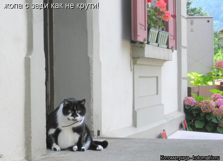 жопа с зади как не крути!... Котоматрица: жопа с зади как не крути!