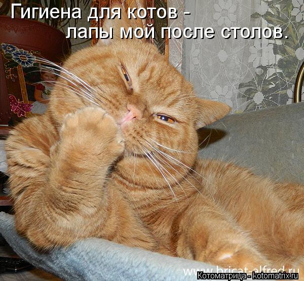Гигиена для котов - лапы мой после столов.... Котоматрица: Гигиена для котов - лапы мой после столов.