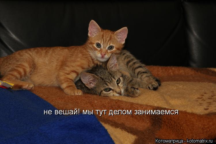 не вешай! мы тут делом занимаемся... Котоматрица: не вешай! мы тут делом занимаемся