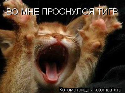 ВО МНЕ ПРОСНУЛСЯ ТИГР... Котоматрица: ВО МНЕ ПРОСНУЛСЯ ТИГР