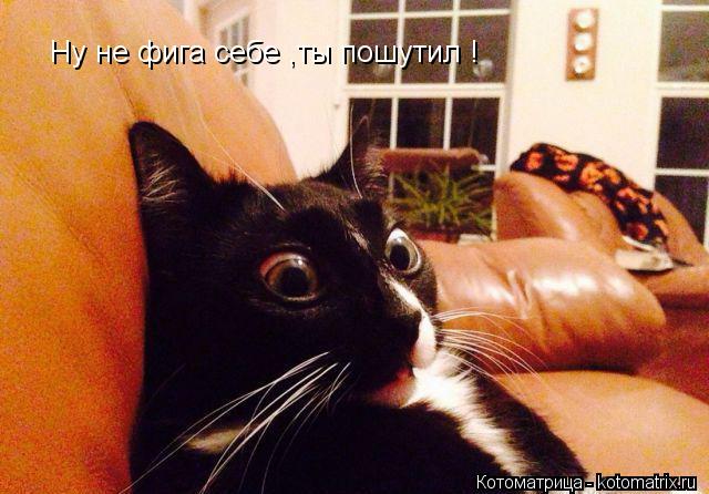 Ну не фига себе ,ты пошутил !... Котоматрица: Ну не фига себе ,ты пошутил !
