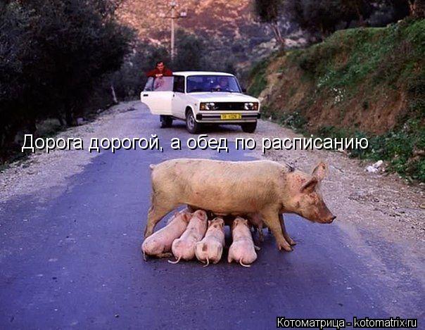 Дорога дорогой, а обед по расписанию... Котоматрица: Дорога дорогой, а обед по расписанию