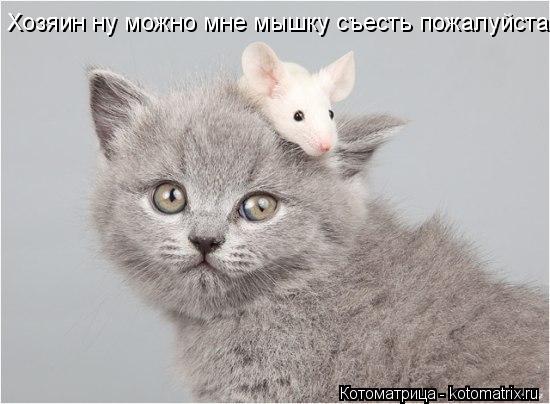 Хозяин ну можно мне мышку съесть пожалуйста.... Котоматрица: Хозяин ну можно мне мышку съесть пожалуйста.
