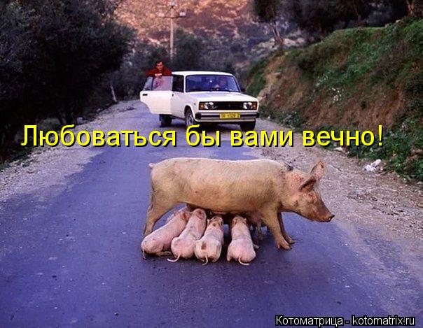 Любоваться бы вами вечно!... Котоматрица: Любоваться бы вами вечно!