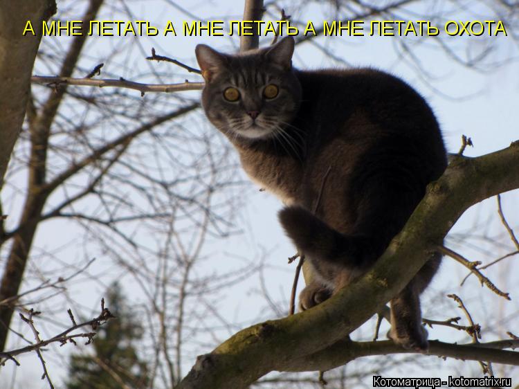 А МНЕ ЛЕТАТЬ А МНЕ ЛЕТАТЬ А МНЕ ЛЕТАТЬ ОХОТА... Котоматрица: А МНЕ ЛЕТАТЬ А МНЕ ЛЕТАТЬ А МНЕ ЛЕТАТЬ ОХОТА