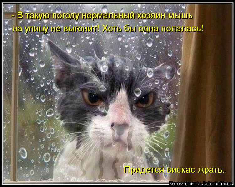 - В такую погоду нормальный хозяин мышь на улицу не выгонит! Хоть бы одна попалась! Придется вискас ж... Котоматрица: - В такую погоду нормальный хозяин мышь на улицу не выгонит! Хоть бы одна попалась! Придется вискас жрать.