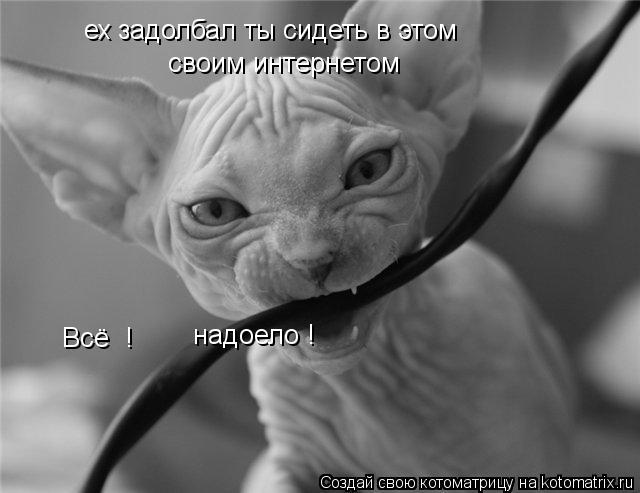 ех задолбал ты сидеть в этом своим интернетом Всё ! надоело !... Котоматрица: ех задолбал ты сидеть в этом своим интернетом Всё ! надоело !