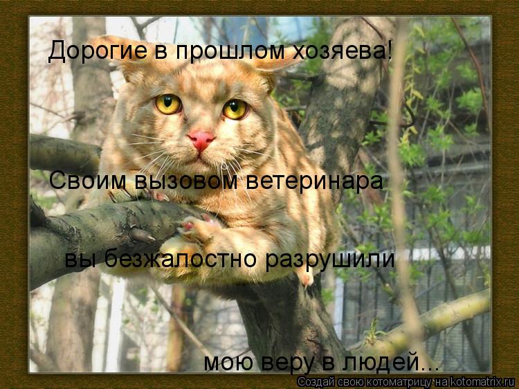 Дорогие в прошлом хозяева! Своим вызовом ветеринара вы безжалостно разрушили мою веру в людей...... Котоматрица: Дорогие в прошлом хозяева! Своим вызовом ветеринара вы безжалостно разрушили мою веру в людей...