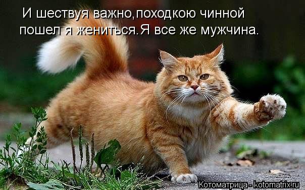 И шествуя важно,походкою чинной пошел я жениться.Я все же мужчина.... Котоматрица: И шествуя важно,походкою чинной пошел я жениться.Я все же мужчина.