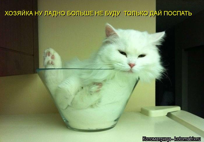 ХОЗЯЙКА НУ ЛАДНО БОЛЬШЕ НЕ БУДУ ТОЛЬКО ДАЙ ПОСПАТЬ... Котоматрица: ХОЗЯЙКА НУ ЛАДНО БОЛЬШЕ НЕ БУДУ ТОЛЬКО ДАЙ ПОСПАТЬ