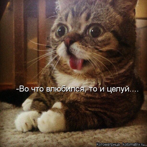-Во что влюбился, то и целуй....... Котоматрица: -Во что влюбился, то и целуй....