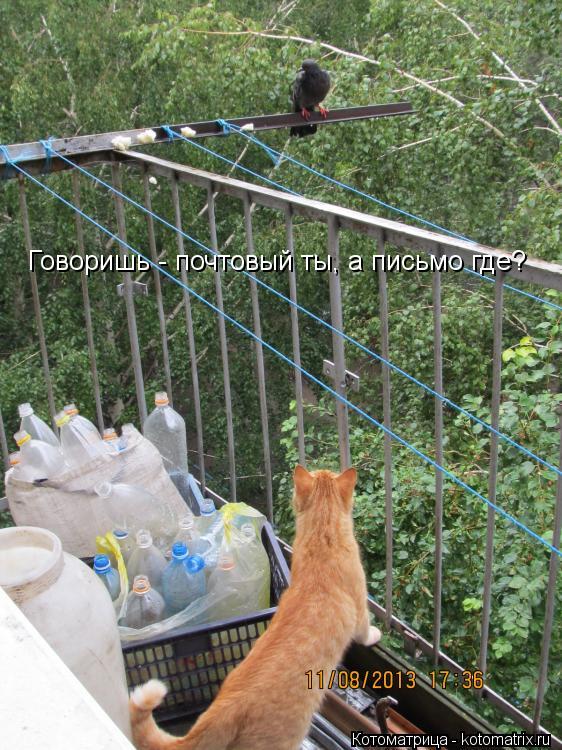 Говоришь - почтовый ты, а письмо где?... Котоматрица: Говоришь - почтовый ты, а письмо где?