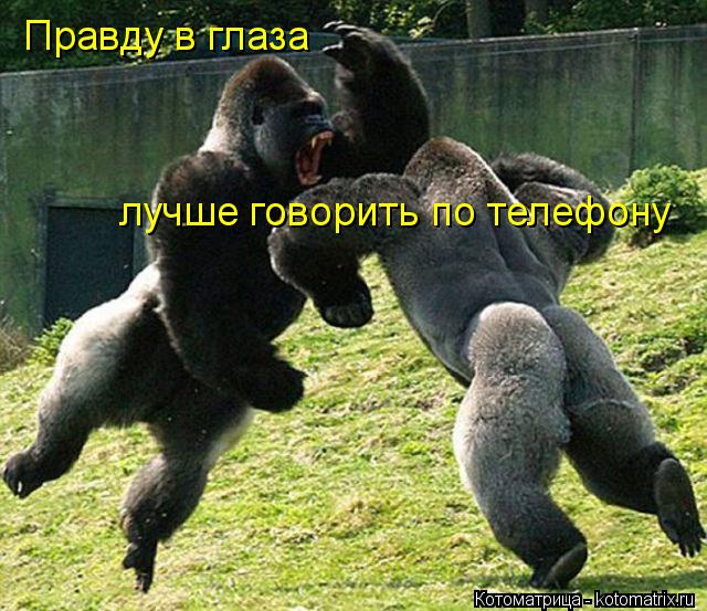 Правду в глаза лучше говорить по телефону... Котоматрица: Правду в глаза лучше говорить по телефону