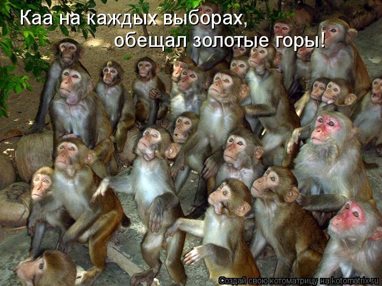 обещал золотые горы! Каа на каждых выборах,... Котоматрица: обещал золотые горы! Каа на каждых выборах,