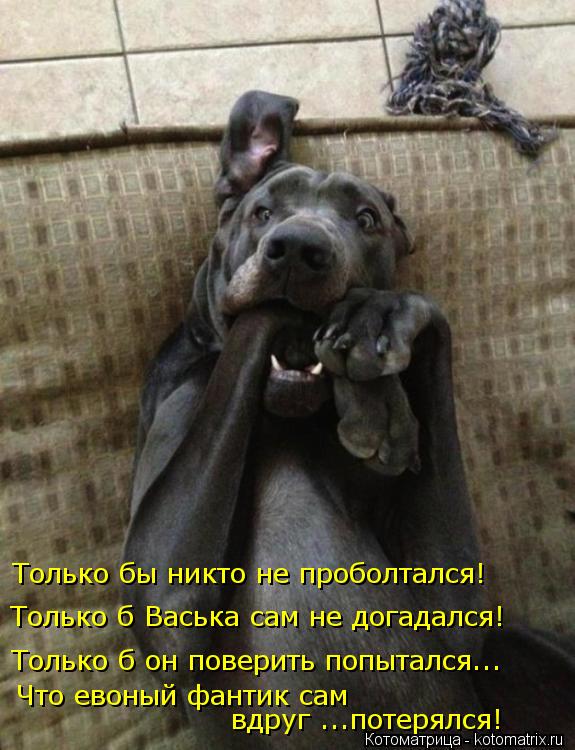 Только б он поверить попытался... Только б Васька сам не догадался! Только бы никто не проболтался! Ч... Котоматрица: Только б он поверить попытался... Только б Васька сам не догадался! Только бы никто не проболтался! Что евоный фантик сам вдруг ...потерялся!