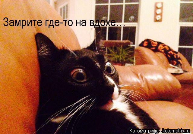 Замрите где-то на вдохе…... Котоматрица: Замрите где-то на вдохе…